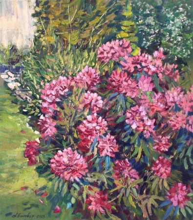 Rhododendron 